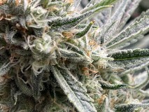 018881CD-A372-45CB-8C3B-E024F8FE119E