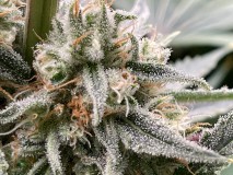 230B3BD9-53AF-4C4C-9E53-4D4429C132FE