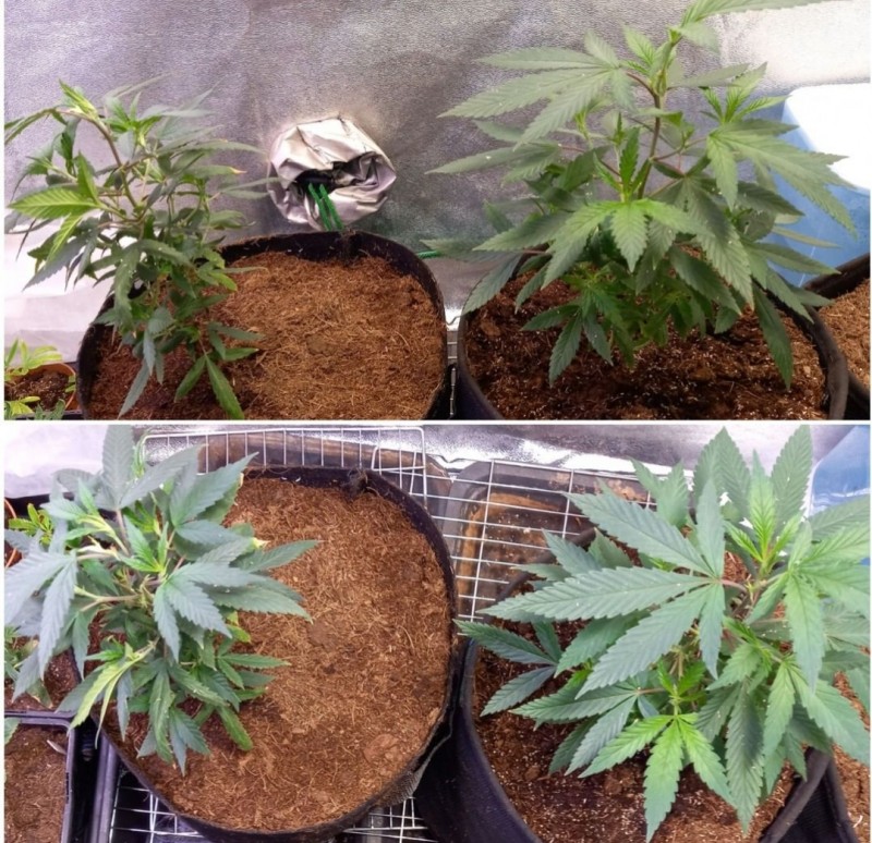 Screenshot_20210928-074816_DuckDuckGo