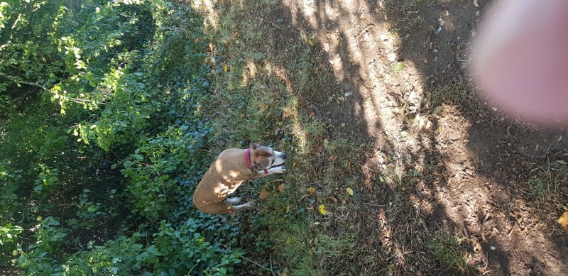 16329072377833978450656659599263