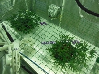 sml_gallery_112_13_92724