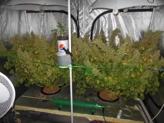 Cannabis GrowRoom Late Flower