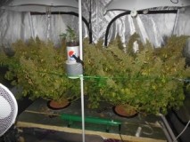 Cannabis GrowRoom Late Flower