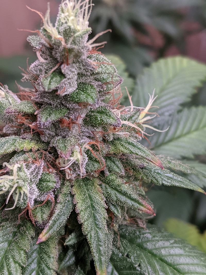 PXL_20210825_182044596