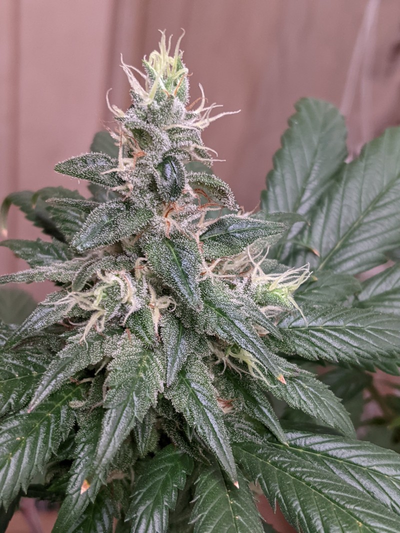 PXL_20210827_160541926