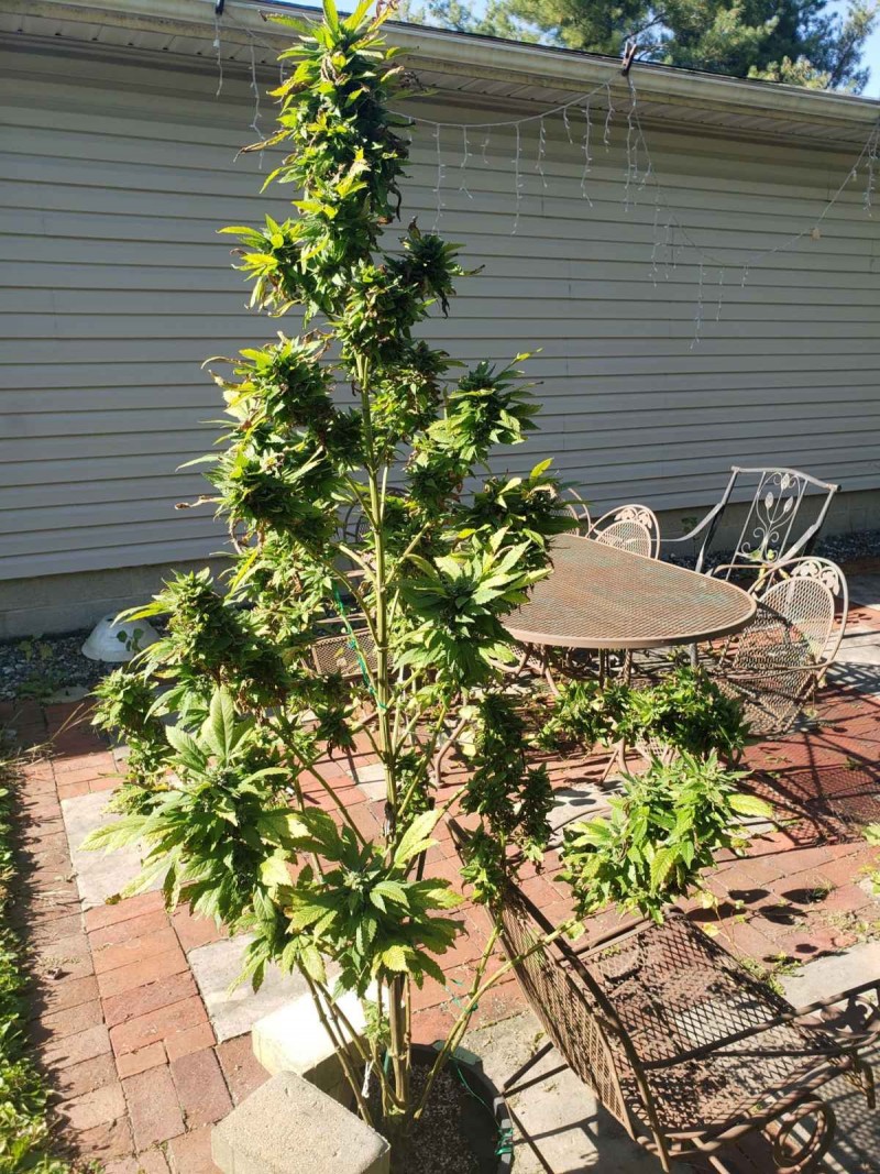 163294552547978009200866022236