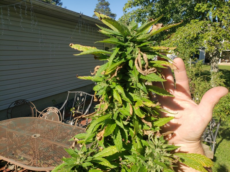 16329456116802857623816225249578