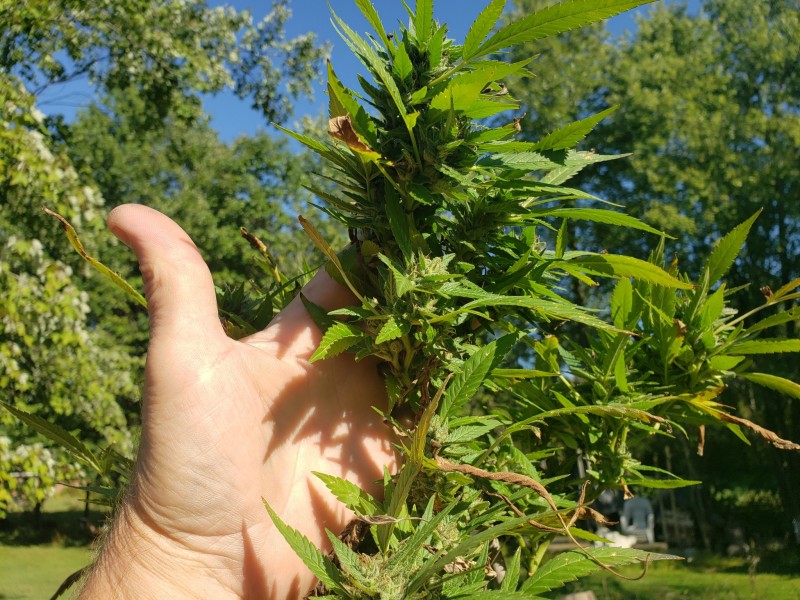 16329457730657442796829653615891