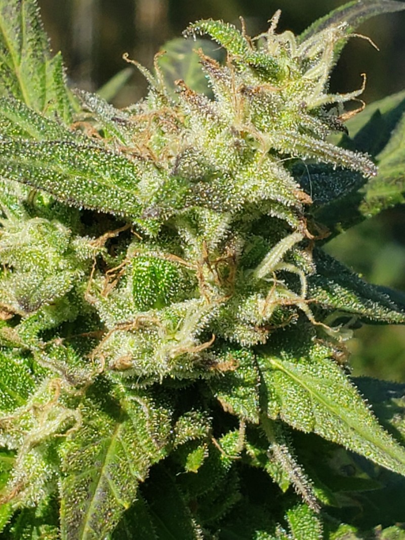 16329465272148877703382230019331