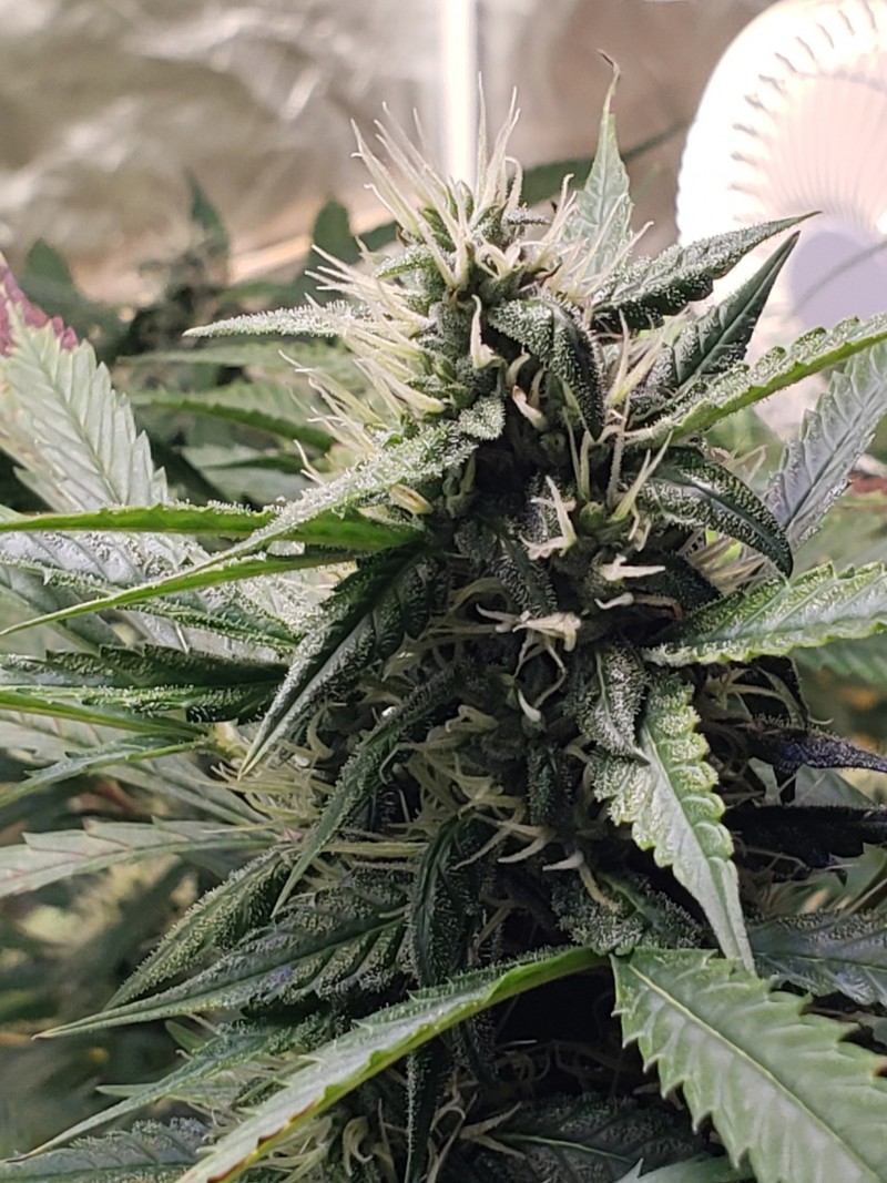 16329612672347421367278707234250