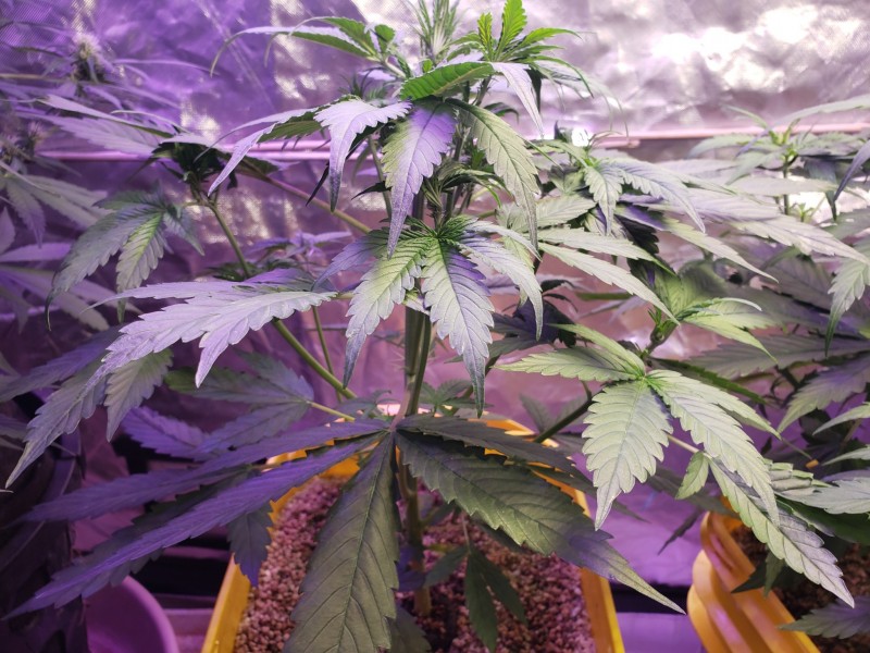 16329617429721013219261535478327