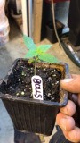 BG seedling