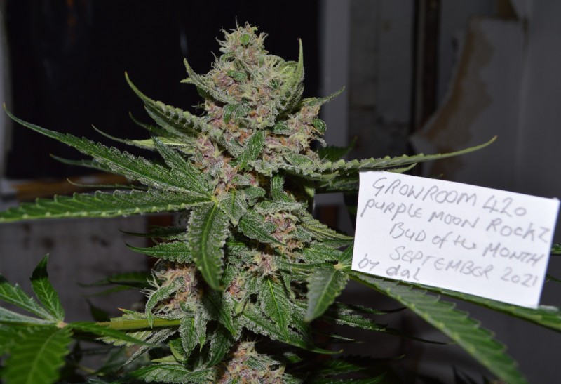 auto-PurpleMoonRockz