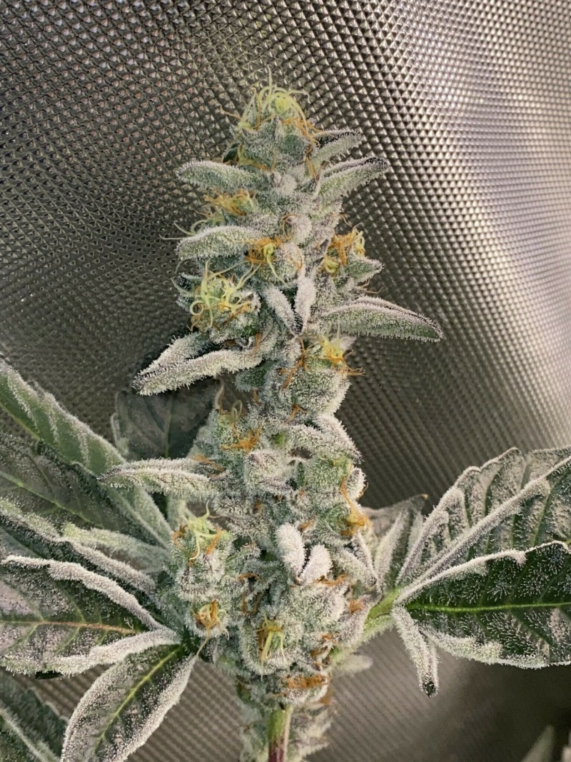 9F56B353-7B8F-482D-82C4-E38BE556309A