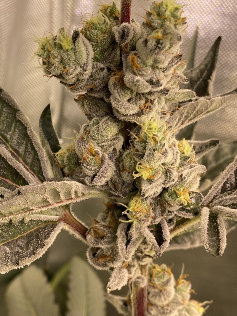 6E092BC0-2529-4936-BFC2-40A8138663E6