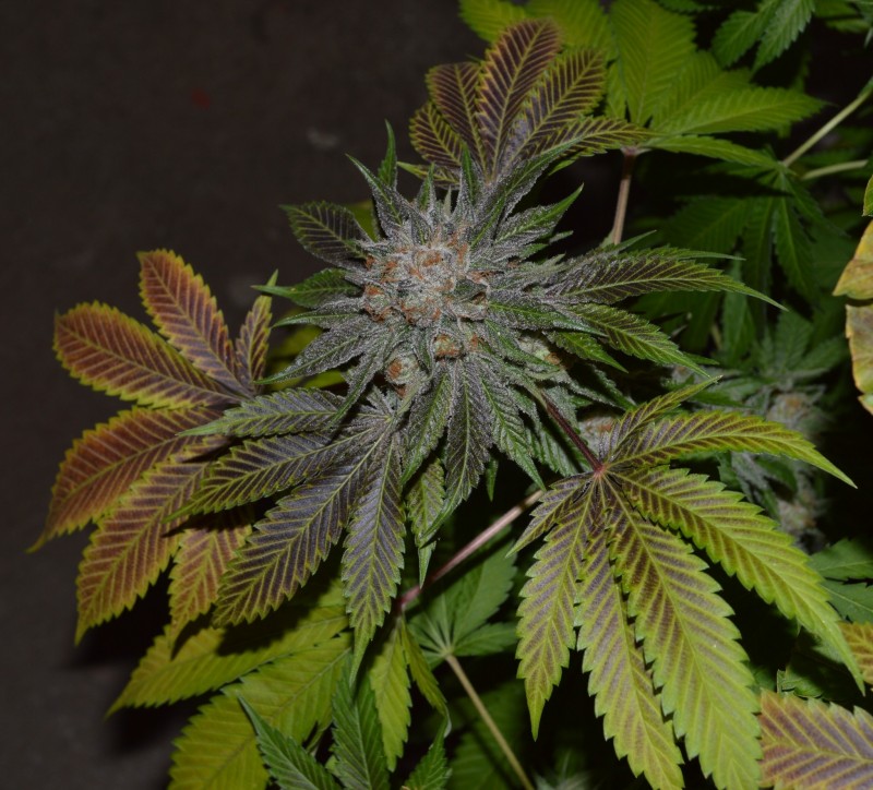 Mango Sapphire#2 part harvest 63-64 days fl (6)