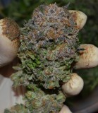 Mango Sapphire#2 part harvest 63-64 days fl (34)