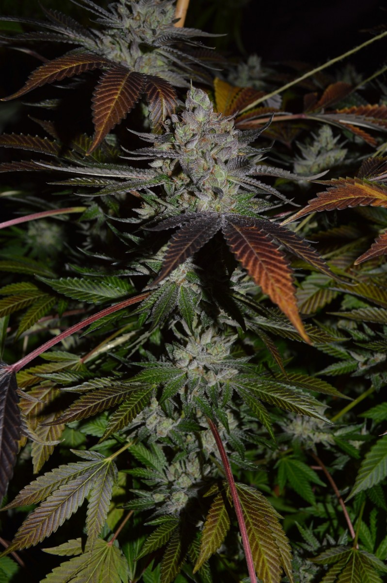 Gorilla or Dinamed 10-5 50 days flower (18)