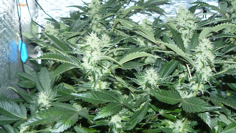 chair drobes 01 10 21 009