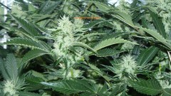 chair drobes 01 10 21 010