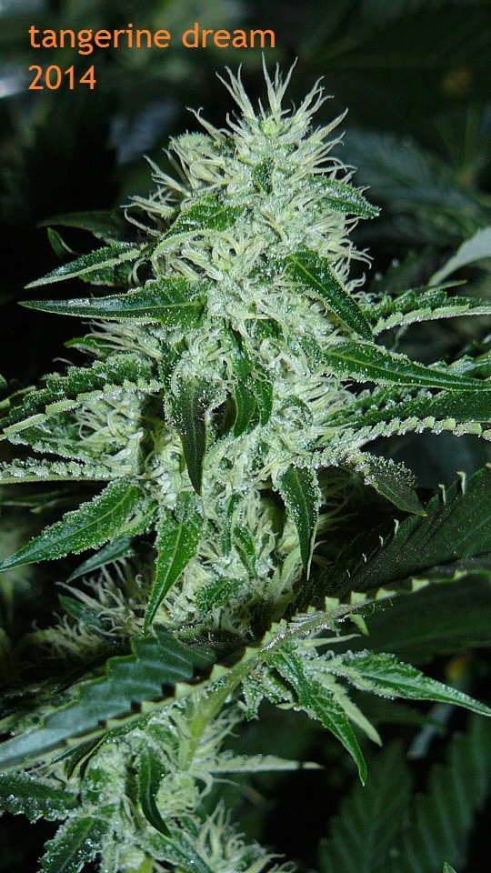 chair drobes 01 10 21 021