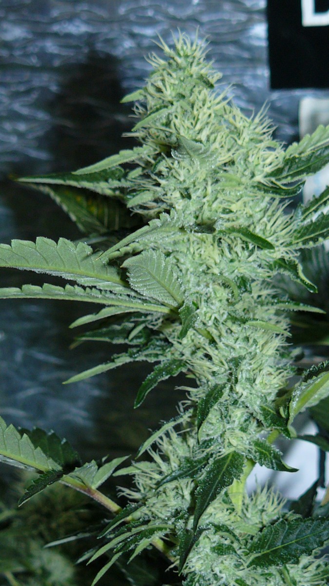 chair drobes 01 10 21 023