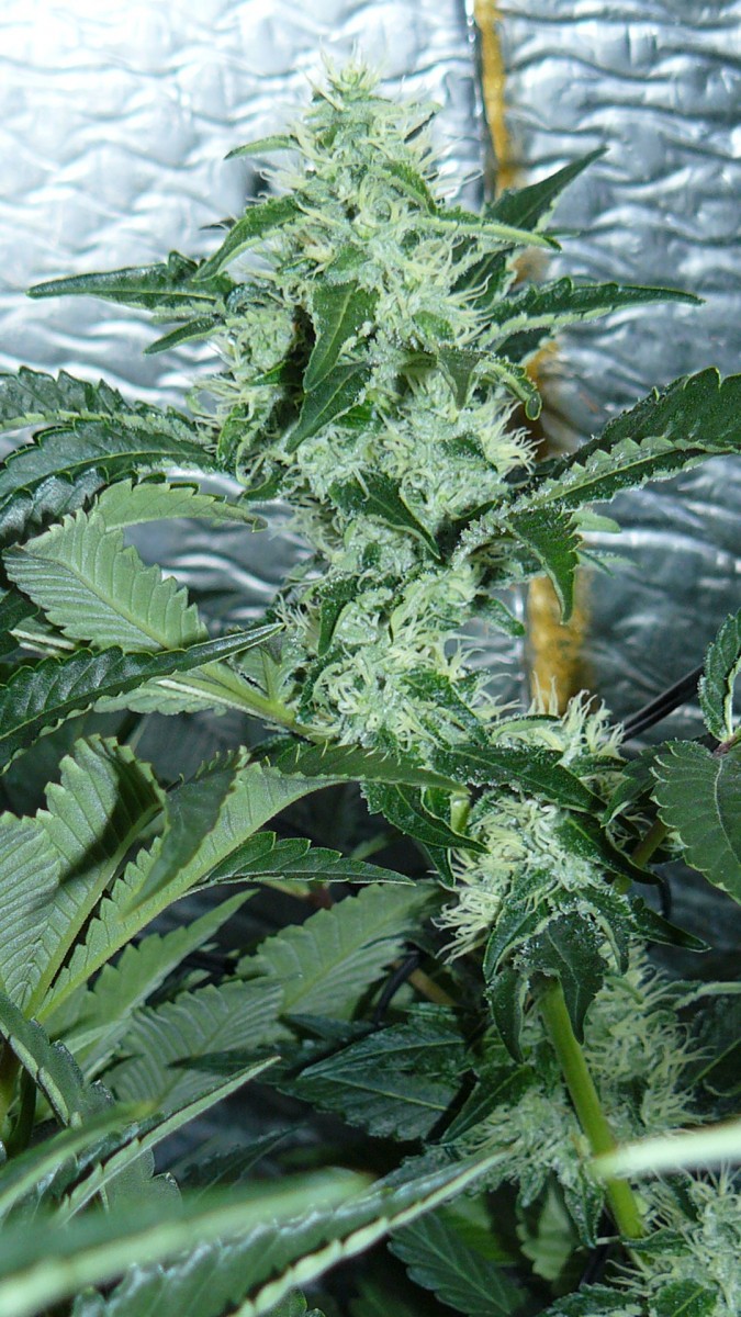 chair drobes 01 10 21 027