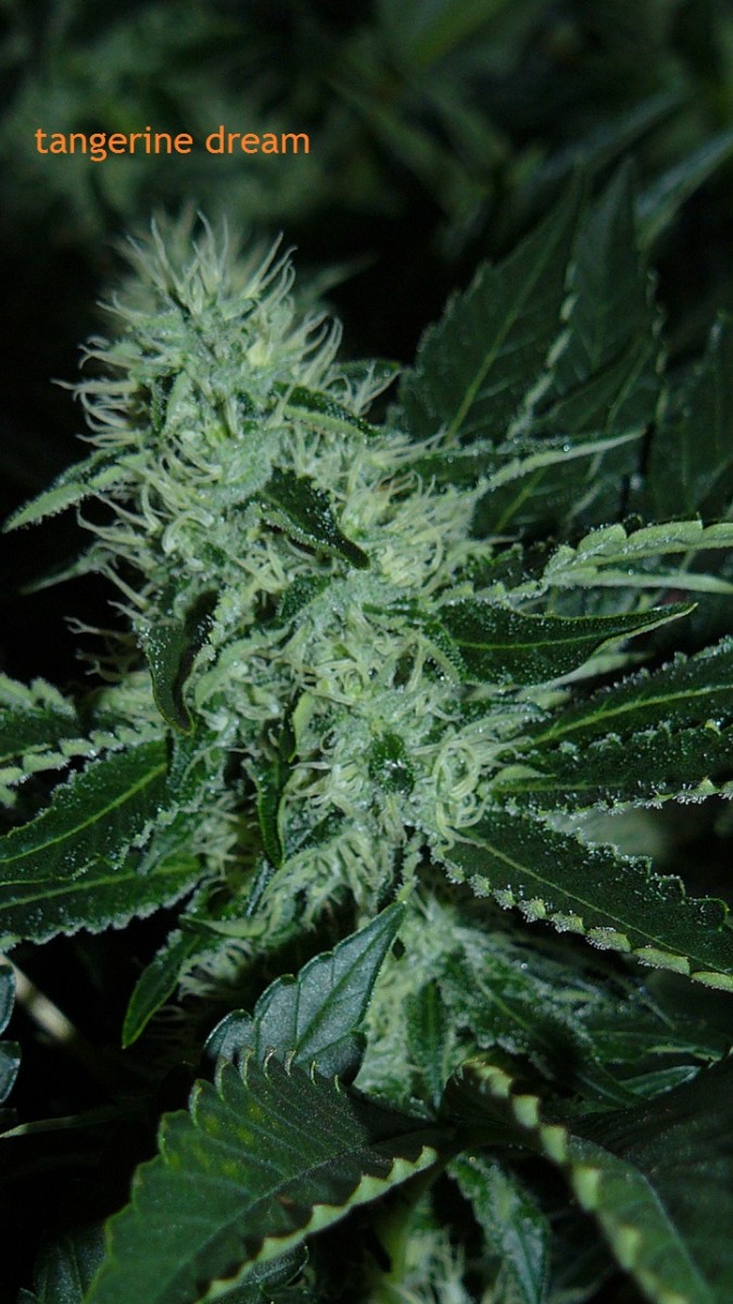 chair drobes 01 10 21 029