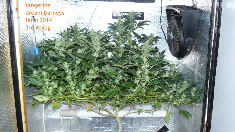 chair drobes 01 10 21 030