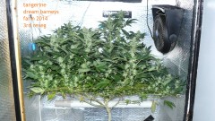 chair drobes 01 10 21 030