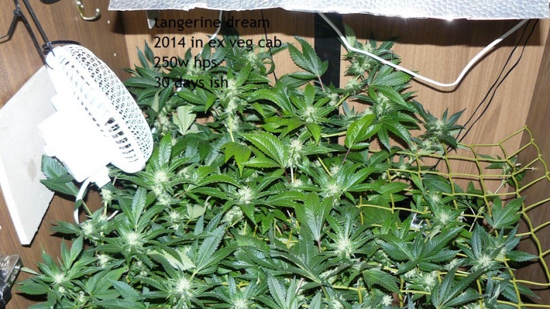 chair drobes 01 10 21 032