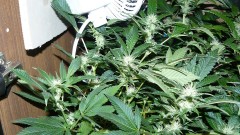 chair drobes 01 10 21 033