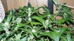 chair drobes 01 10 21 034