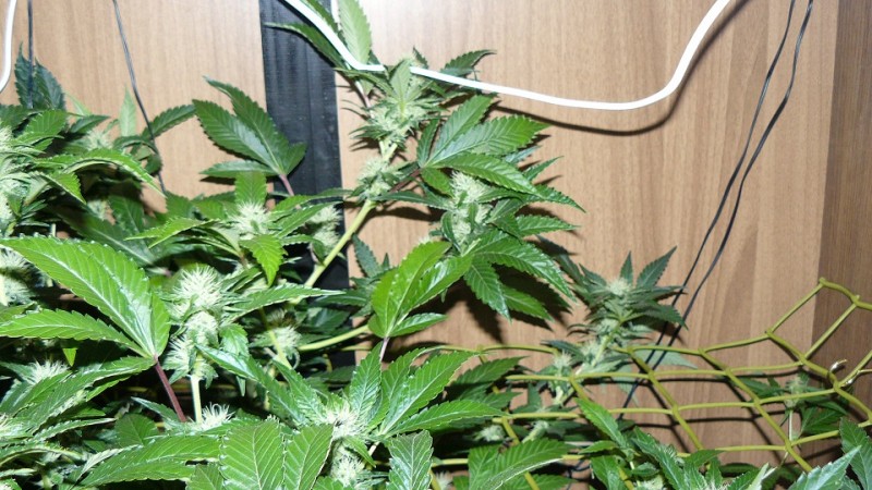 chair drobes 01 10 21 035