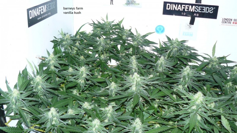 chair drobes 01 10 21 039