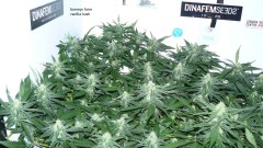 chair drobes 01 10 21 039