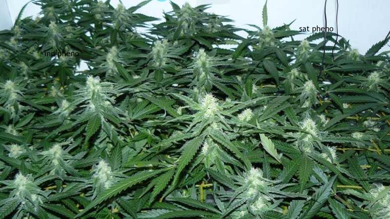 chair drobes 01 10 21 040