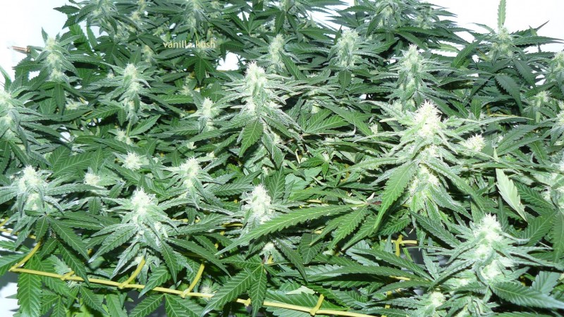 chair drobes 01 10 21 043