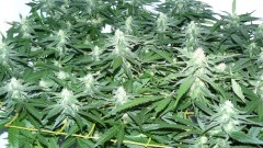 chair drobes 01 10 21 043