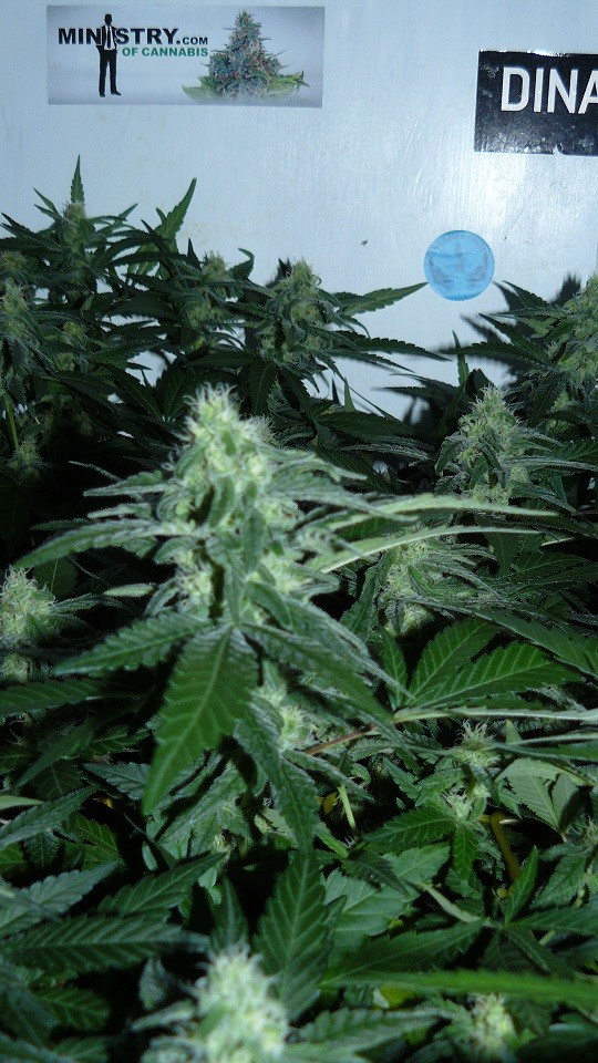 chair drobes 01 10 21 044