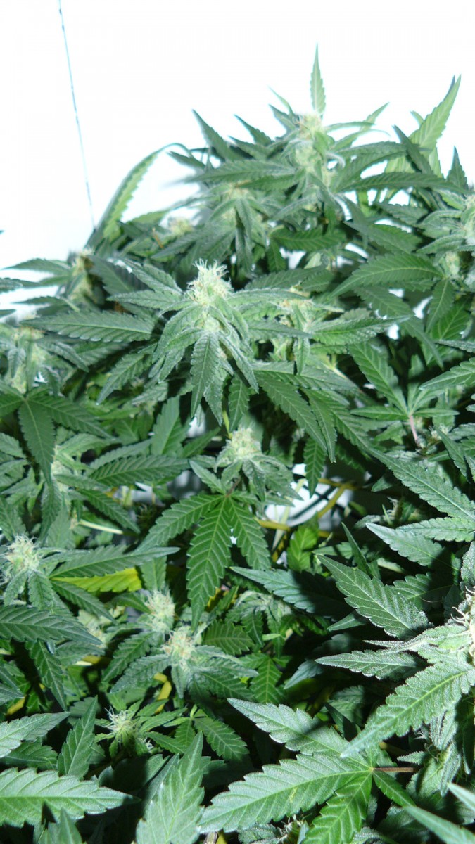 chair drobes 01 10 21 047