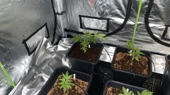 Multi strain update