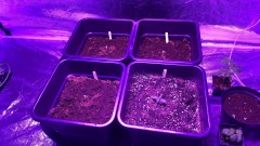 Multi strain update