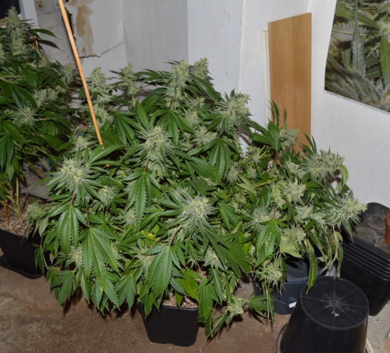 MintchocOG (tie up) 45 days fl 04.10 (11) (1024x925)