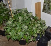 MintchocOG (tie up) 45 days fl 04.10 (11) (1024x925)