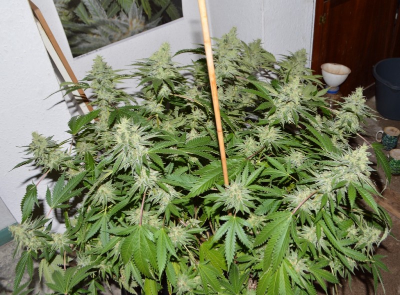 MintchocOG (tie up) 45 days fl 04.10 (10) (1024x756)