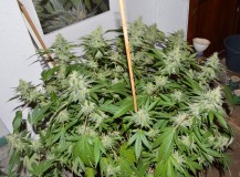 MintchocOG (tie up) 45 days fl 04.10 (10) (1024x756)