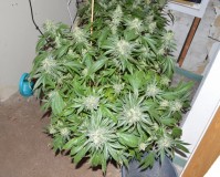 MintchocOG (tie up) 45 days fl 04.10 (9) (1024x825)