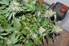 MintchocOG (tie up) 45 days fl 04.10 (8) (1024x681)