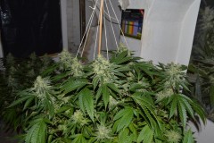 MintchocOG (tie up) 45 days fl 04.10 (6) (1024x681)